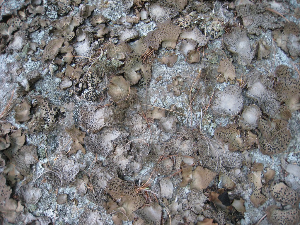 Elwell Trail NH 2010 125.jpg - Never figured out what this stuff was. Sort of looks like mushrooms that dried up. It was all over a couple of rocks.